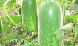 大瓜网红吃瓜图片大全,网红吃瓜图片大全，揭秘娱乐圈幕后真相